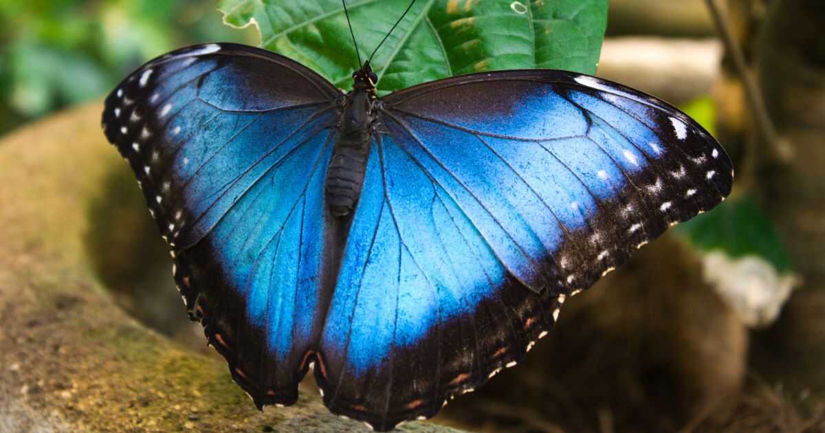The Butterfly Project | Karen Pryor Clicker Training